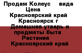 Продам Колеус( 4 вида) › Цена ­ 350 - Красноярский край, Красноярск г. Домашняя утварь и предметы быта » Растения   . Красноярский край